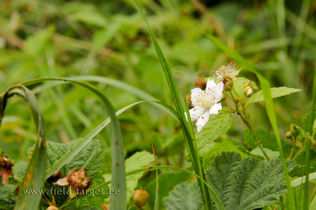 Läki radadele õnne otsima
